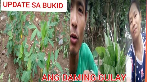 Kinantot sa bukid si AJ .